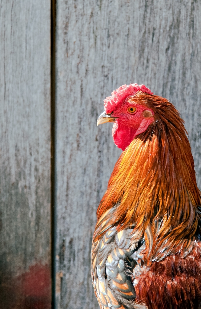 side view of chicken on farm