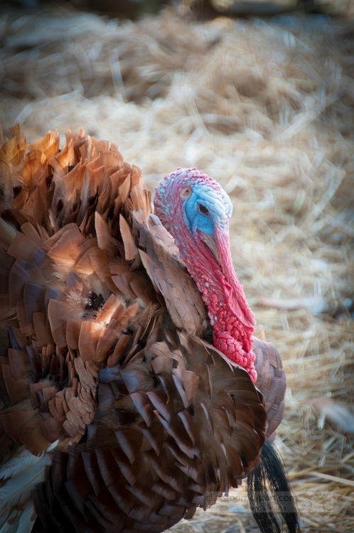 side view turkey with a blue head and red beak