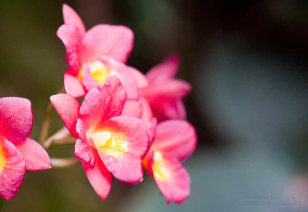 singapore botanical garden orchids photo 8542 11