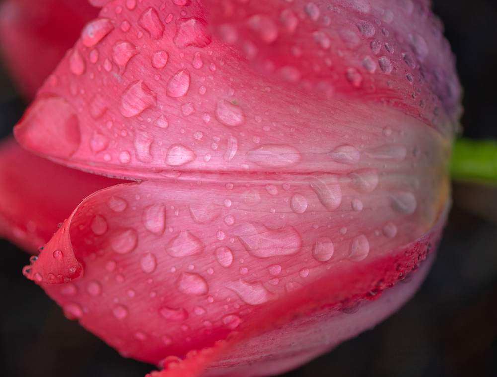 single bright pink tulip side view with dew