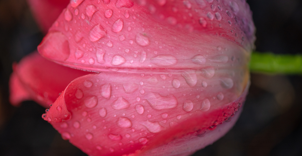 single bright pink tulip side view with rain