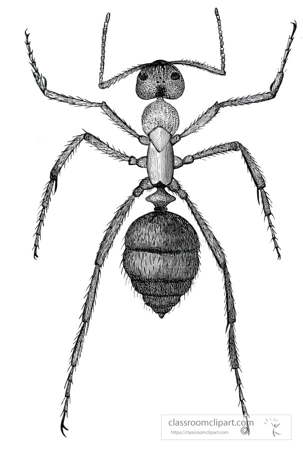 slavemaking ant magnified historical illustration africa