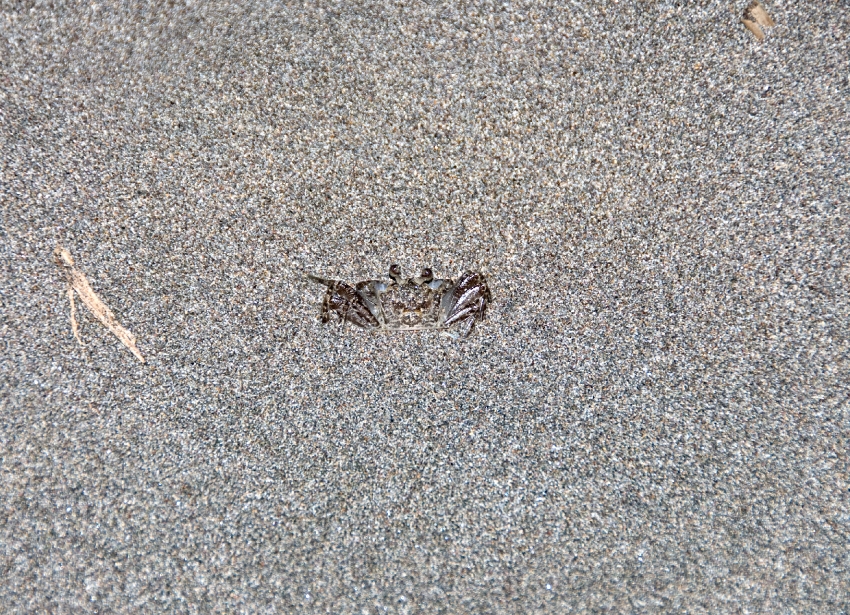 Small Crab On Sand Costa Rica