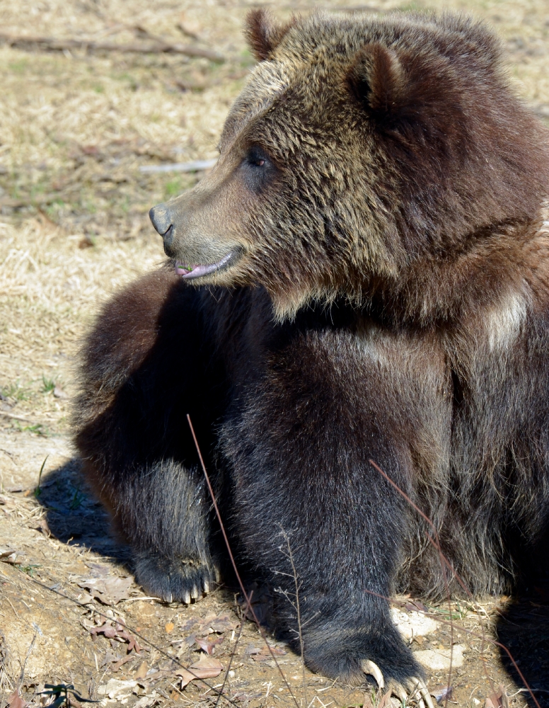 small grizzly bear looks away