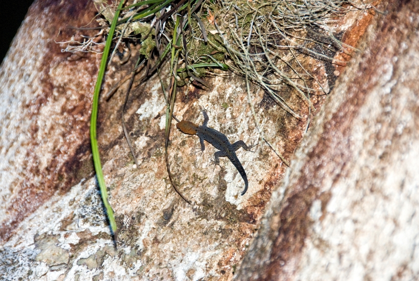 Small Lizard On Wall