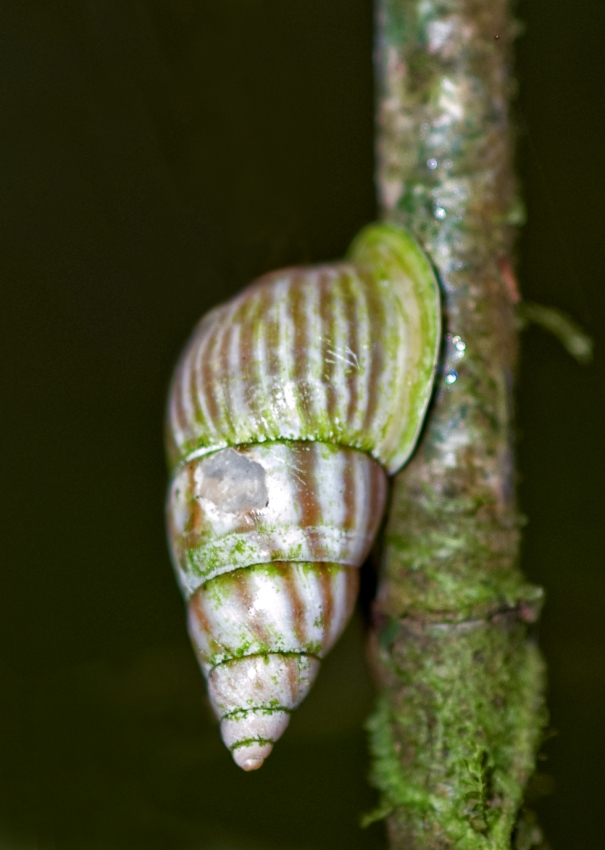 Snail on a Tree Branch, Costa Rica