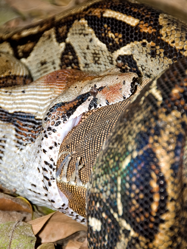 Snake eating large Iguana Costa Rica Photograph