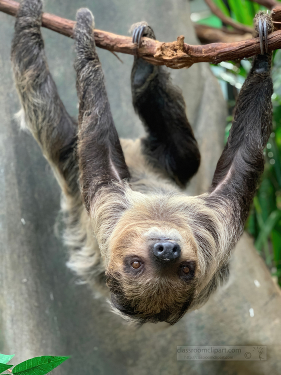 Southern Two Toed Sloth Hanging from branch