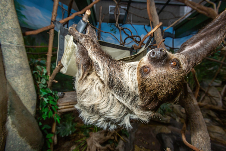 Southern Two toed Sloth hanging upside down