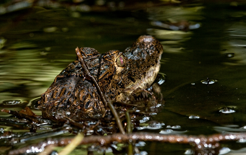 Spectacled Caiman Costa Rica