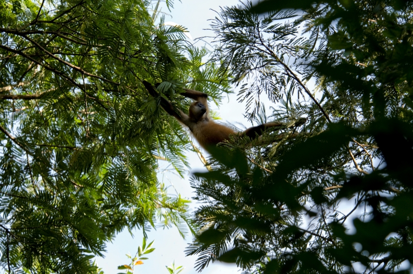 Spider Monkey In Tree