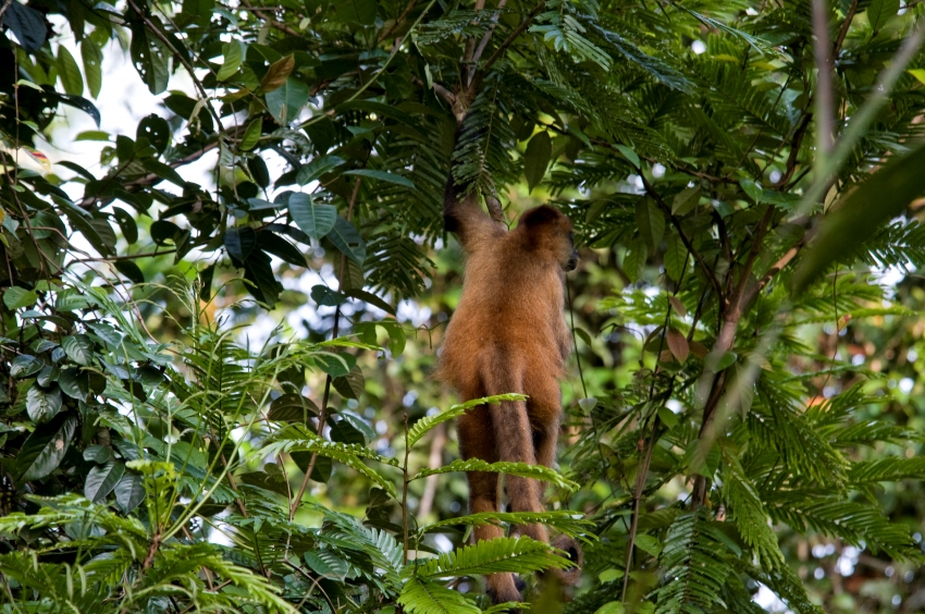 Spider Monkey In Tree