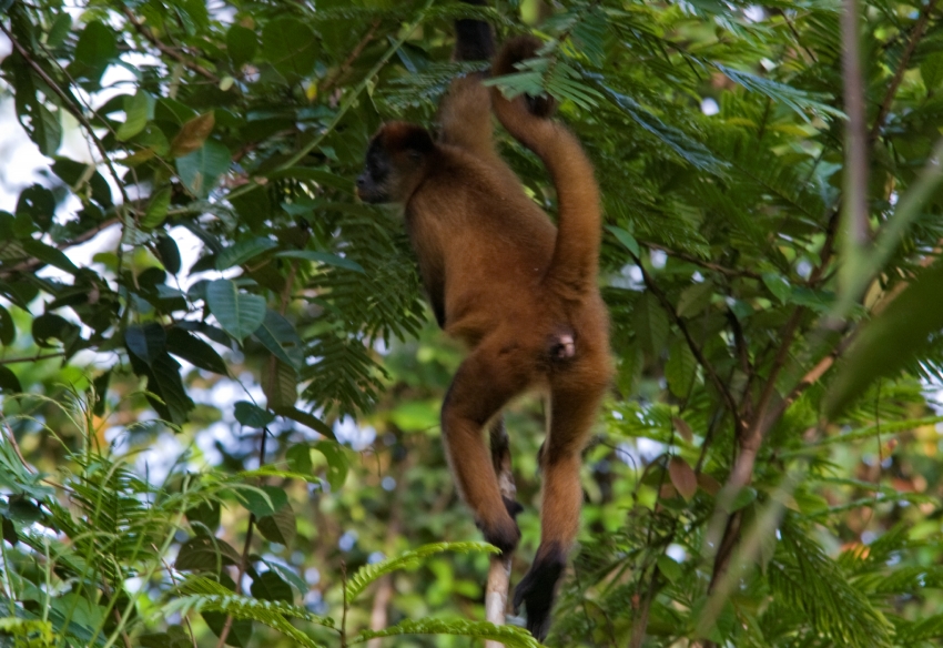 Spider Monkey In Tree