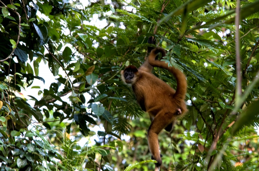 Spider Monkey In Tree