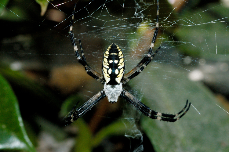 spider with a black and yellow striped body