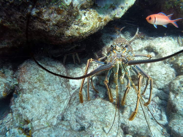 spiny lobster hiding in rocks