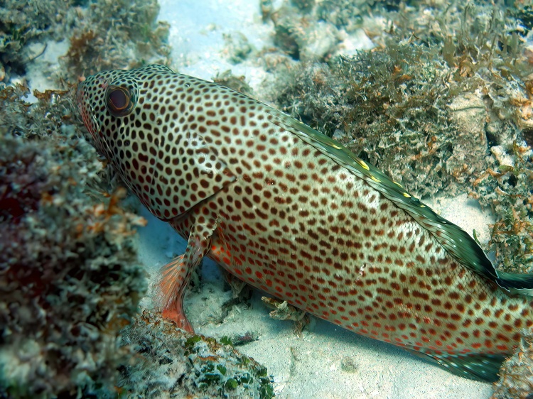 spotted puffer fish in the coral reef