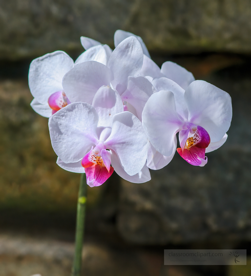 stem of beautifu white and purple orchides 7900
