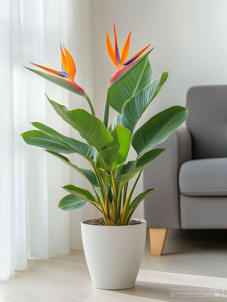 Strelitzia Reginae Flower Pot in a Bright Living Room