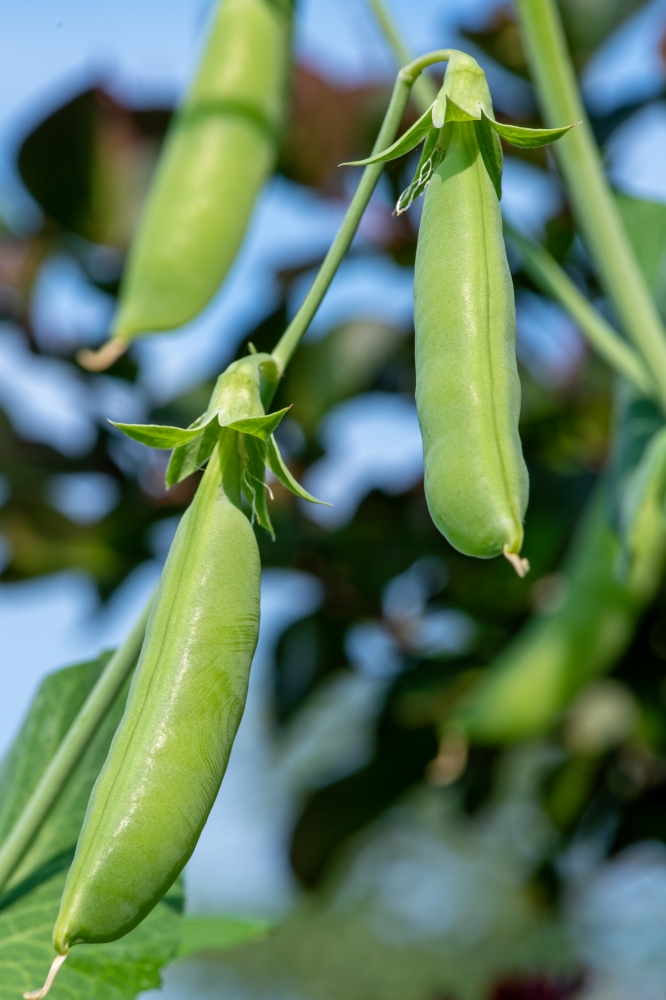 sugar snap pea growing in home garden
