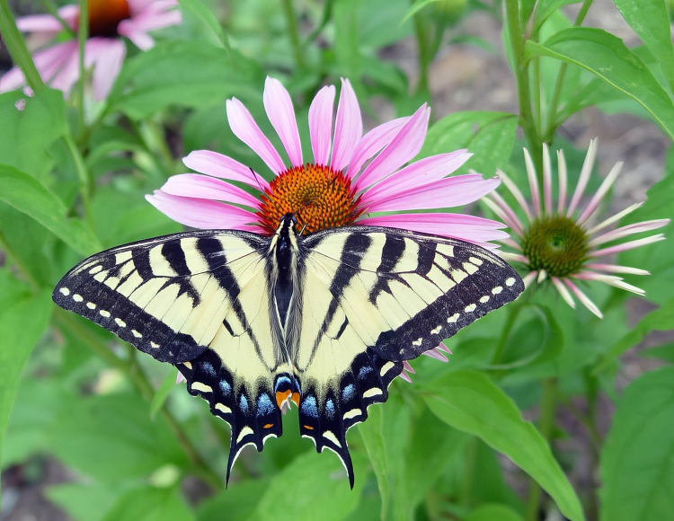 Swallowtail butterfly on coneflower