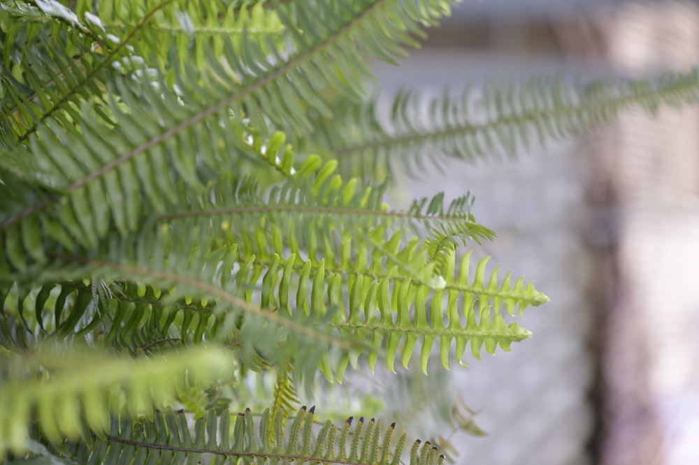 sword fern plant 27