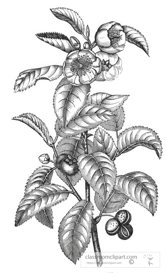 tea plant historical illustration of japan