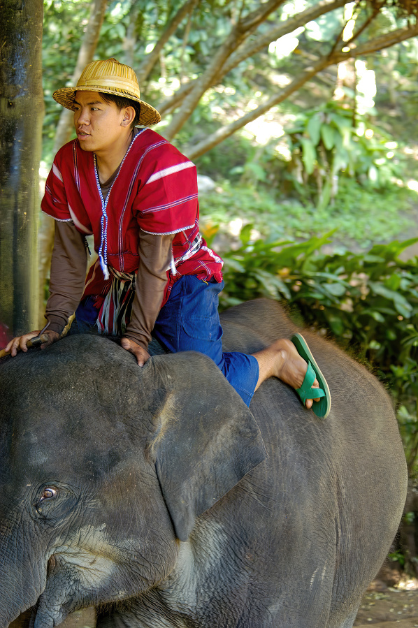 thai man works at the elephant camp in thailand