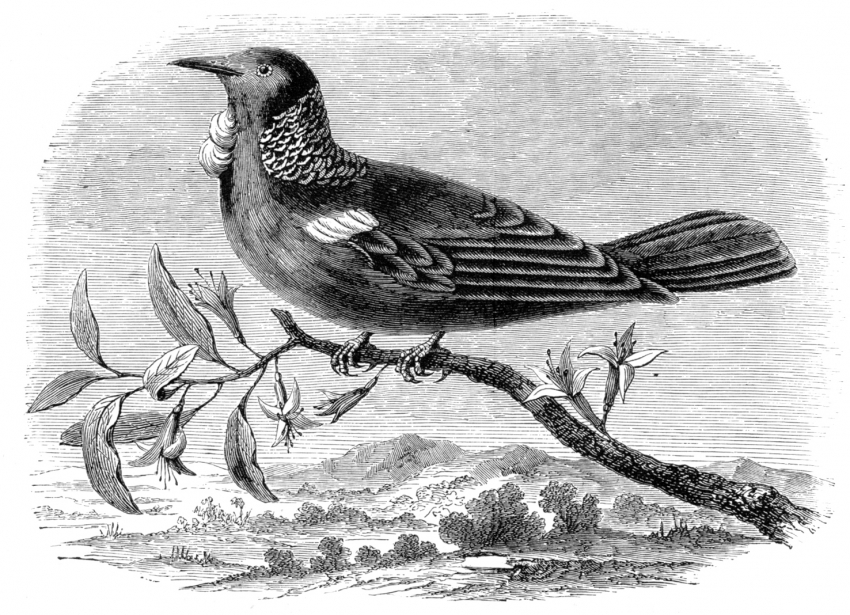 The  Tui  or  Parson  Bird  of New Zealand