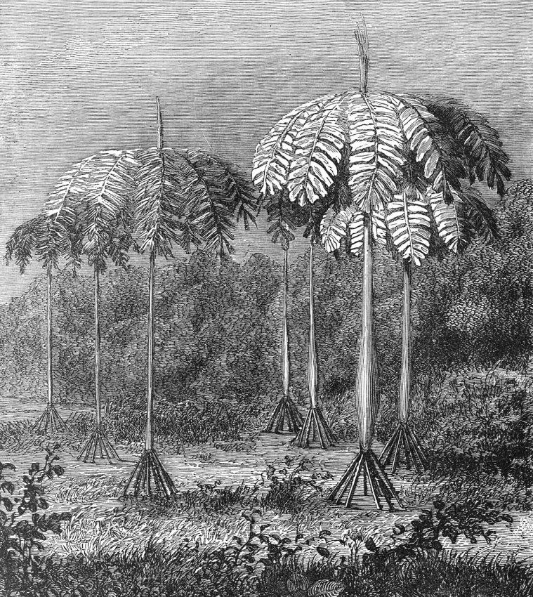 The Pashiuba or Paxiuba Palm of Brazil