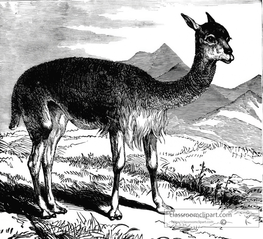the vicuna historical illustration