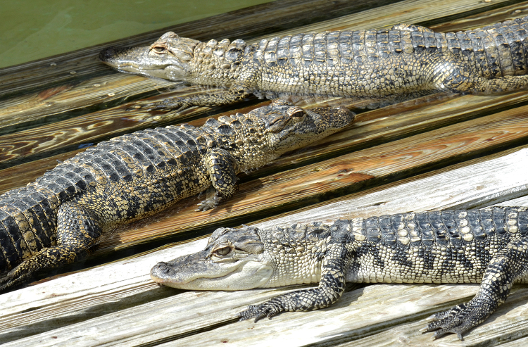 three alligators resting on wooden deck