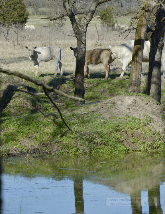 three cows that are standing in the grass by the water