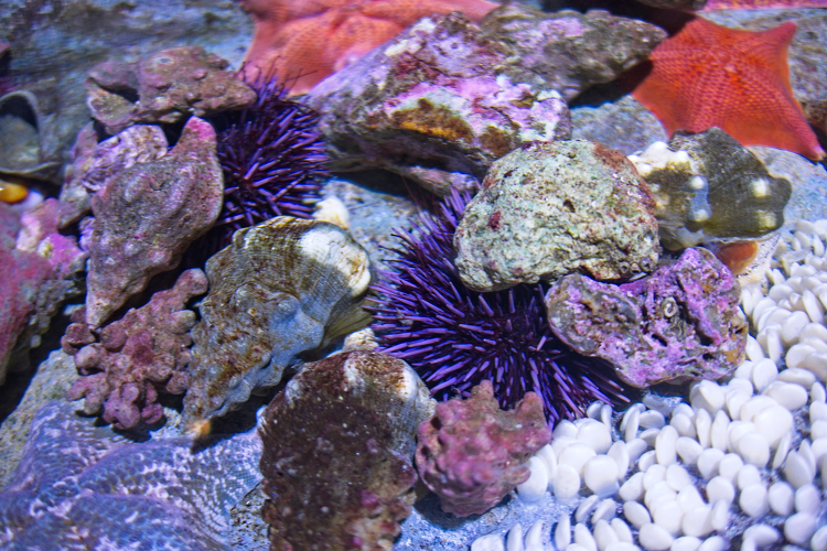 tide pool animals starfish anemones urchins fish