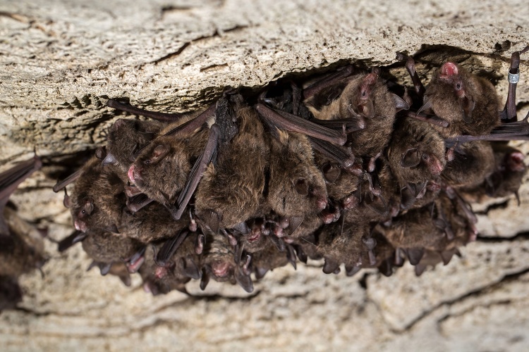 tight cluster of Indiana bats hibernating on a cave ceiling