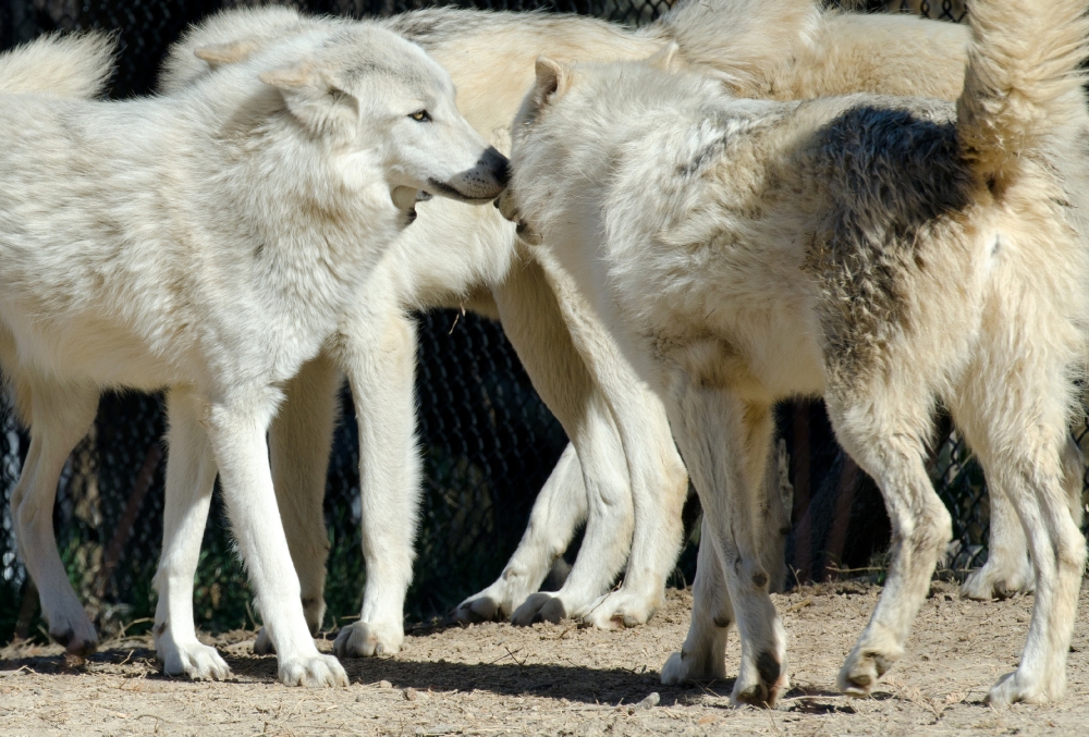 timber wolf pack