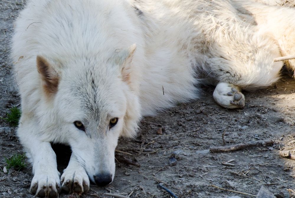 all white timberwolf dog