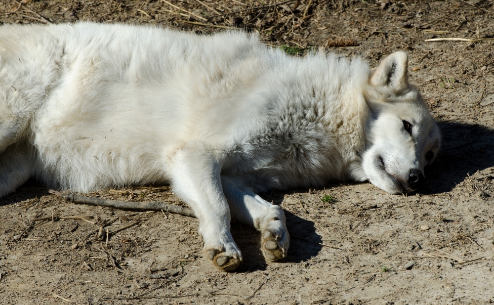 timber wolf sleeping