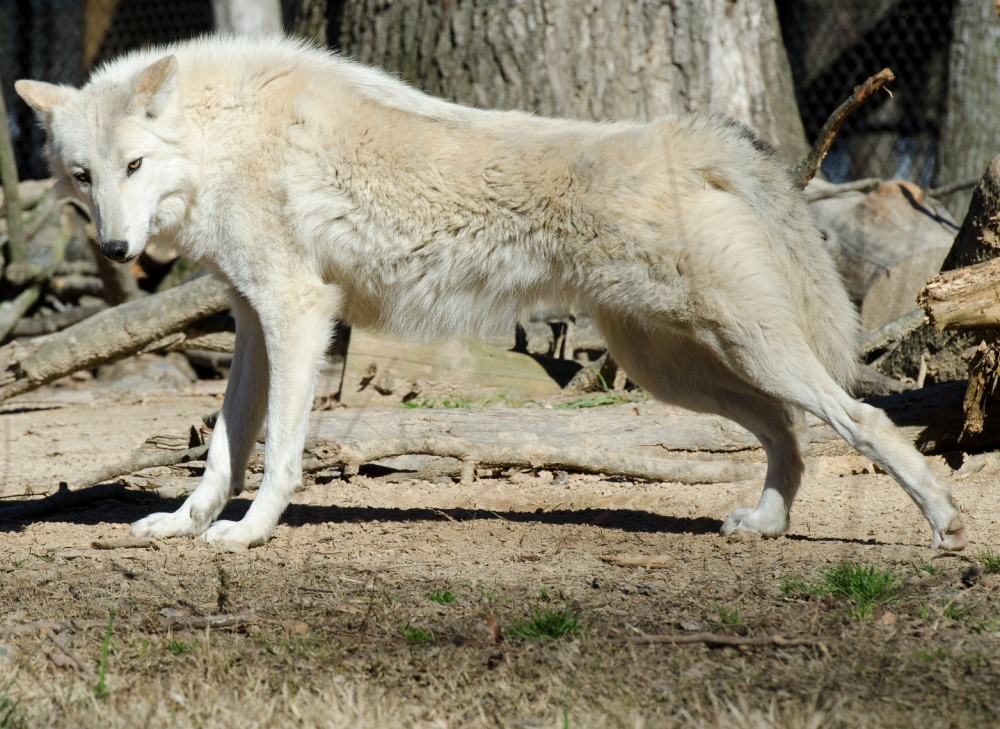 minnesota-usa-black-timber-wolf-rebrn