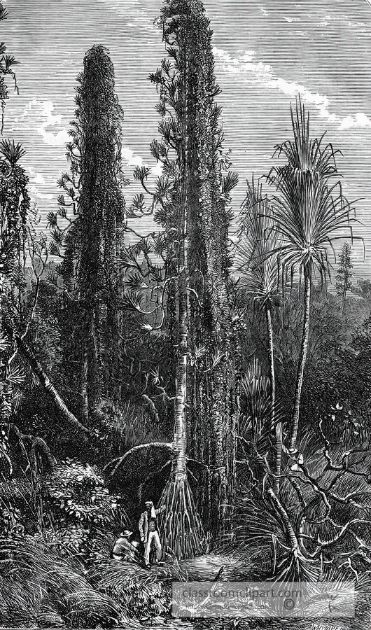 trees and climbing plants in central africa historical illustrat