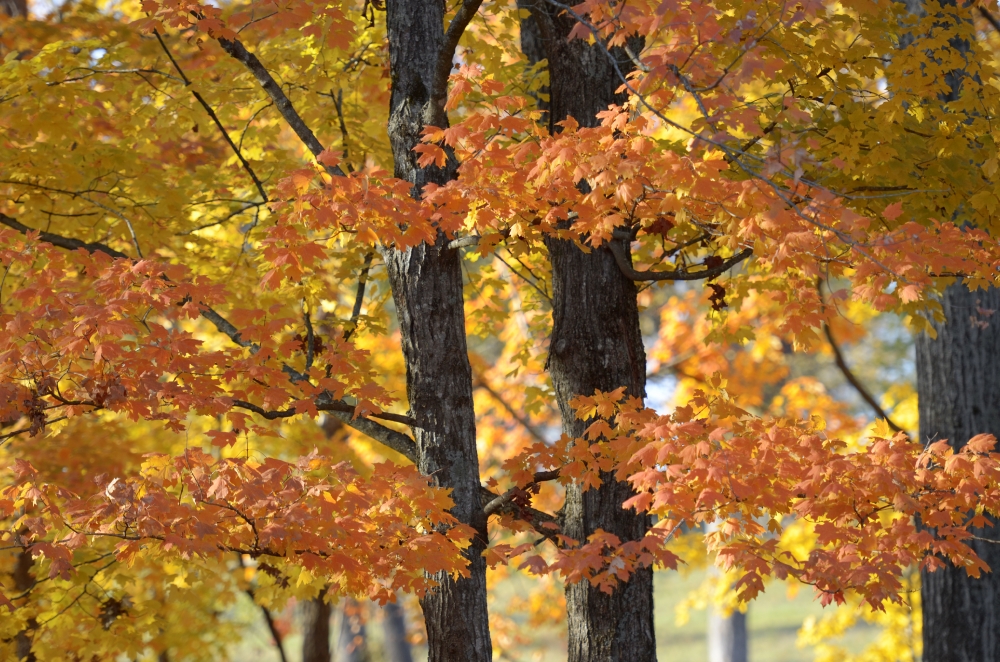 trees fall colors orange