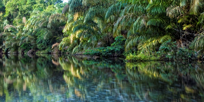 Tropical Rain Forest Costa Rica