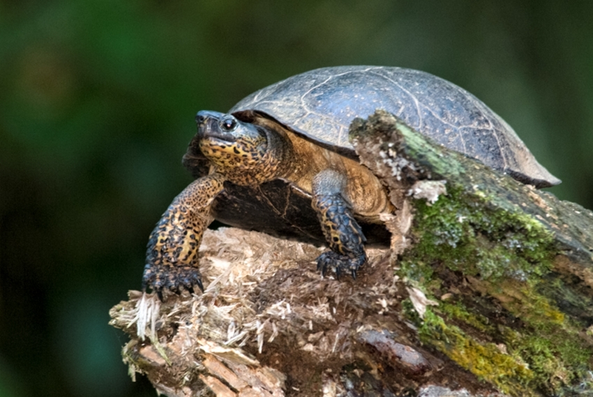 Turtle on Rock Costa Rica Photograph