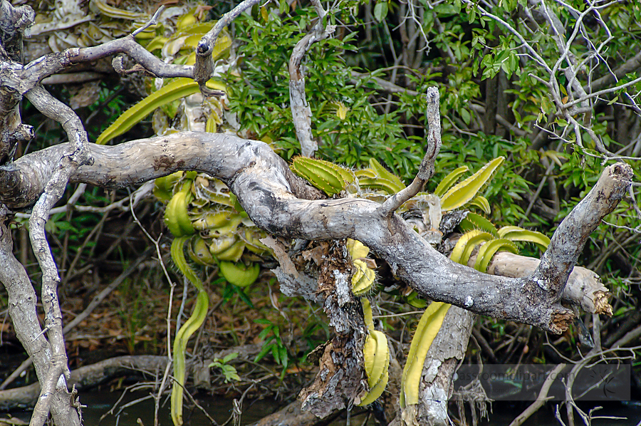 Twisted tree branch along the river in Belize