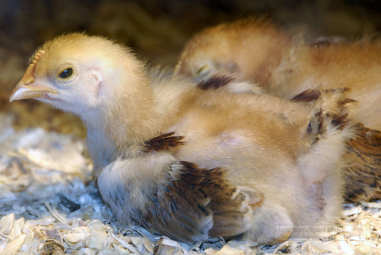 two baby chicks photo 323