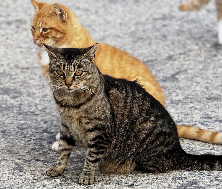 two cats sitting side by side