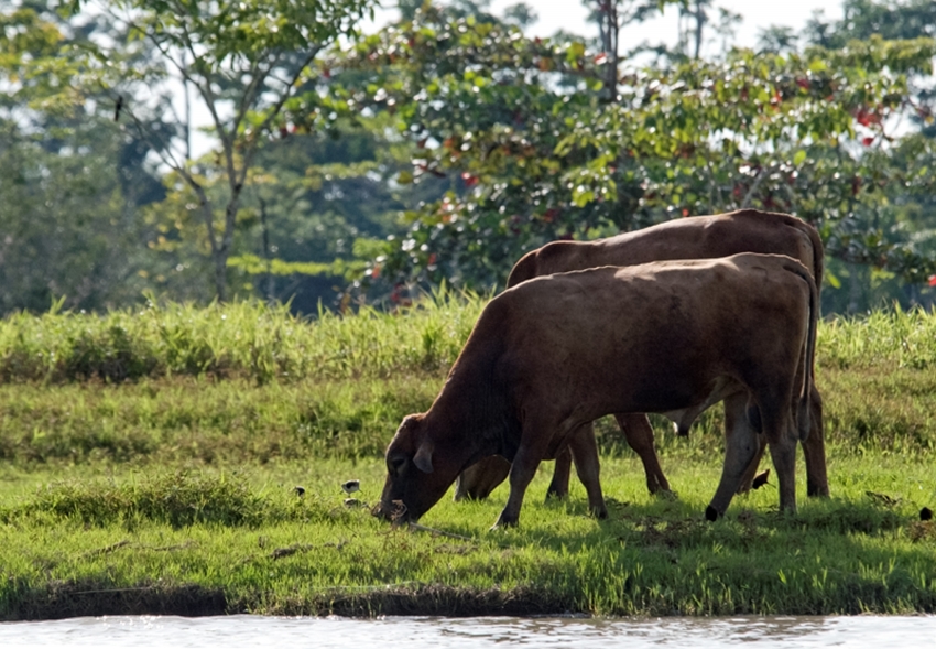 Two Cows near water Costa Rica