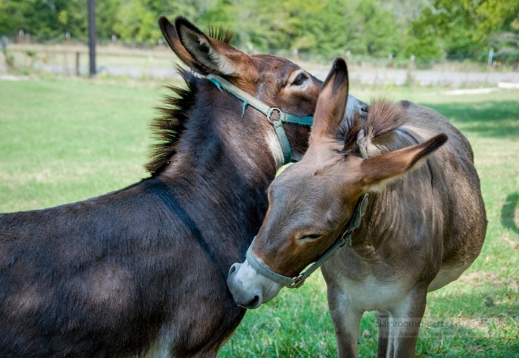 two donkeys nuzzling each other in a field