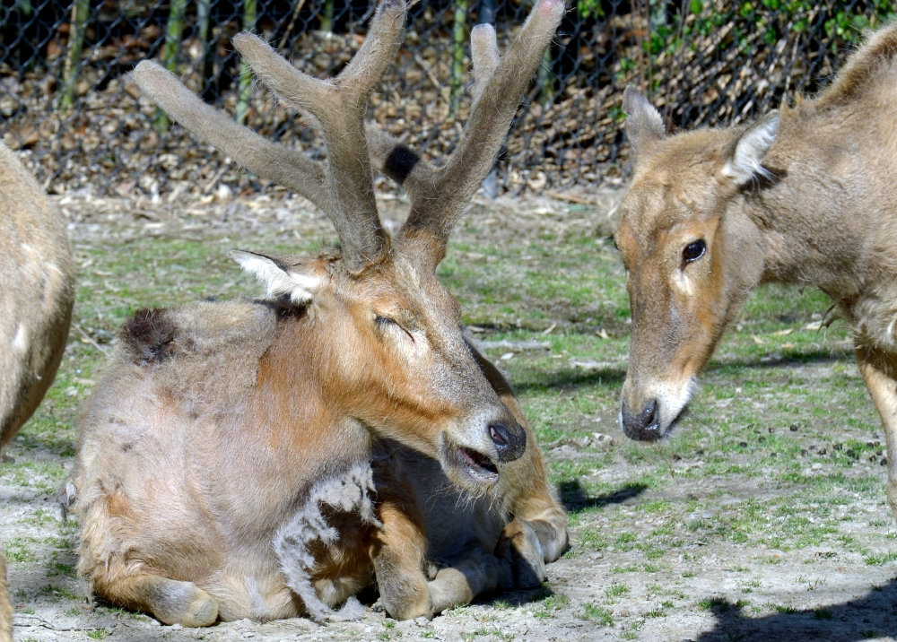 two elks