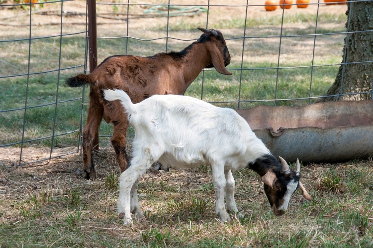 two goats are grazing in a fenced in area